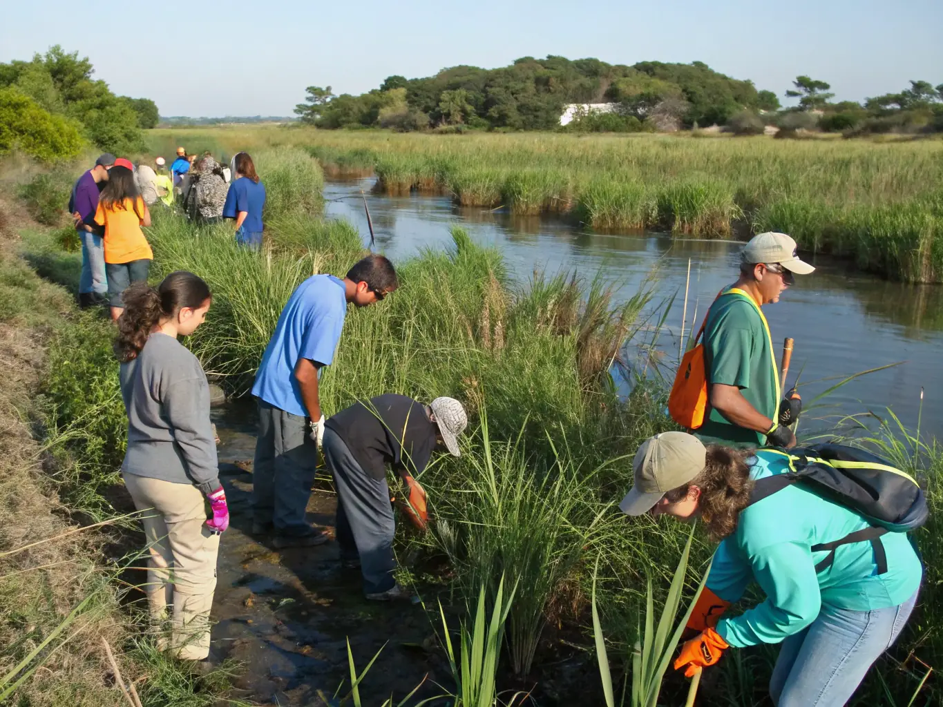 An image of volunteers participating in an invasive species removal event, showing them carefully removing non-native plants from a wetland area under the guidance of LA GAULE VIGEOYEUSE experts.
